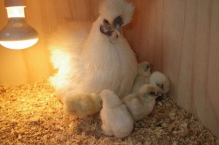 Silkie Chicken Heat Lamp