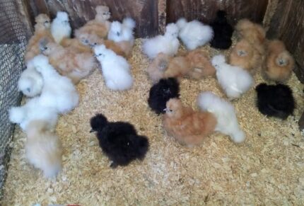Premium Silkie Chicken
