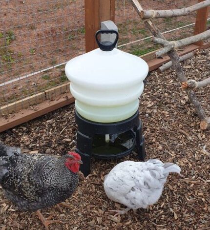 Silkie Chicken Starter Kit