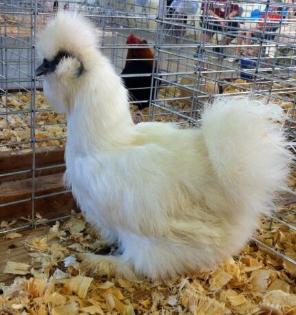 Bearded Silkie Chicken White