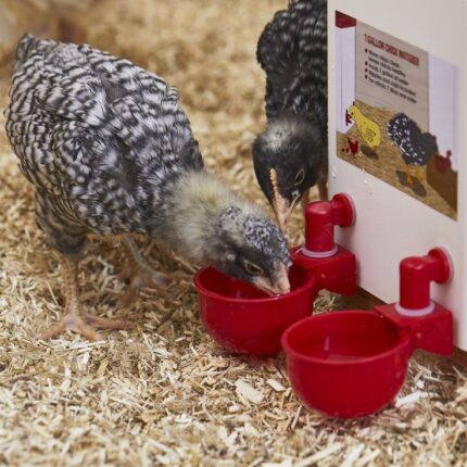 Silkie Chicken Waterer